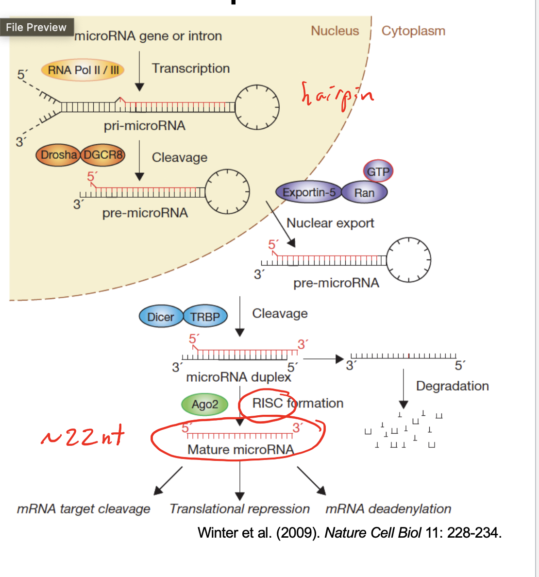 <p>MicroRNA (miRNA): Small noncoding RNA (~22 nucleotides) that regulates mRNA degradation or translation.</p><p>RNA-Induced Silencing Complex (RISC): Complex containing miRNA that base-pairs with specific target mRNAs to regulate gene expression.</p><p>How miRNA Is Produced:</p><ol><li><p>RNA Polymerase II: Transcribes miRNA genes into primary miRNA (pri-miRNA).</p></li><li><p>Drosha: Cleaves pri-miRNA into precursor miRNA (pre-miRNA).</p></li><li><p>Exportin-5 + Ran-GTP: Transport pre-miRNA from the nucleus to the cytoplasm.</p></li><li><p>Dicer: Cleaves pre-miRNA into a ~22-nucleotide miRNA duplex.</p></li><li><p>RISC: Mature miRNA is assembled into RISC to target specific mRNAs.</p></li></ol><p>How RISC Regulates Gene Expression:</p><ol><li><p>mRNA Cleavage: RISC cuts target mRNA, leading to degradation.</p></li><li><p>Translational Repression: RISC blocks ribosomes from translating mRNA.</p></li><li><p>mRNA Deadenylation: RISC promotes poly-A tail shortening.</p></li></ol><p></p>