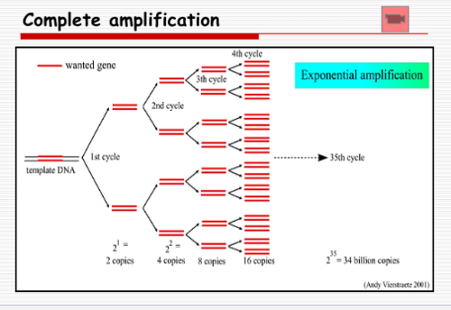 <p>exponential amplification has occured by end of last cycle</p>