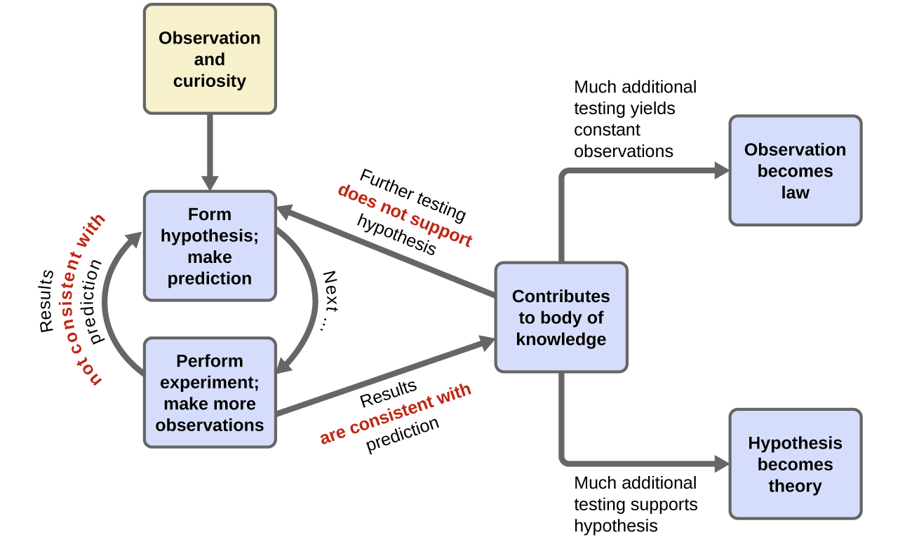 <p>Includes:</p><ol><li><p>An observation/curiosity</p></li><li><p>Forming of a hypothesis</p></li><li><p>Preform an experiment and make observations</p></li><li><p>Experiment contributes to body of knowlodge</p></li><li><p>If more testing supports hypothesis; hypothesis becomes theory</p></li><li><p>If more testing yields content observations; observations become law</p></li><li><p>If results are inconsistent with prediction; form a new hypothesis (back to the drawing board)</p></li></ol><p></p>