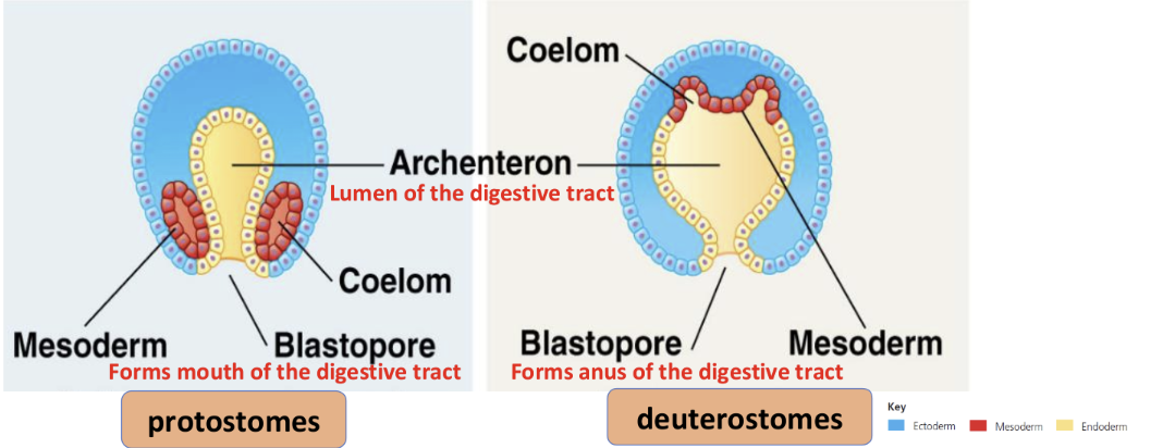 <p>coelom forms from mesodermal outpocketings of the archenteron, mouth forms secondary opening, anus develops at the site of blastopore</p>