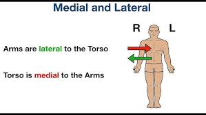 <p>away from the midline or away from the body (alejado de la linea del cuerpo </p>