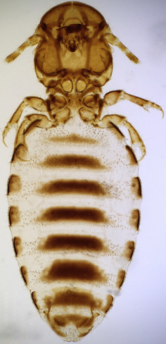 <p>Identidy</p>