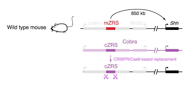 <ul><li><p>in WT mice, HOX protein bind to the ZRS to induce expression of Shh. This results in the developmental of functional limbs</p></li><li><p>exp: transgenic mice were generated by editing out the mZRS and replacing it w/ the ZRS sequences found in Cobras (cZRS)</p><ul><li><p>results in truncated limbs (cobra ZRS is no longer functional)</p></li></ul></li><li><p>since ZRS element regulates other systems, why do other systems appear normal develop in snakes, there is other enhancer elements that direct expression of SHHH in the central nervous system, brain and other organism </p></li><li><p>reversing the 17bp deletion restores limb-specific enhancer function</p></li></ul><p></p>