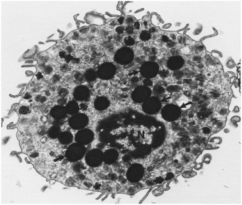 <p>store and release substances for inflammatory response (heparin, histamines, leukotrienes; stain darkly due to granules (small circles), found in dermis, respiratory tract, digestive tract</p>