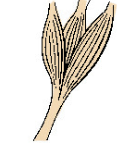 <p>What kind of muscle shape is this? Describe it.</p>