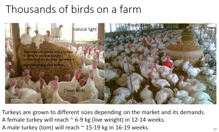 <p><strong>Growth Targets</strong><br> <strong>Female turkey</strong> – ~6–9 kg in 12–14 weeks<br> <strong>Male turkey (tom)</strong> – ~15–19 kg in 16–19 weeks</p><p><strong>Environmental Features</strong><br> <strong>Natural light</strong>, <strong>fresh air</strong><br> <strong>Straw bale enrichment</strong> – climbing, physical activity, deconstructing bales for <strong>mental stimulation</strong><br> <strong>Drinkers</strong> – access to water<br> <strong>Clean birds</strong> – hygiene and health</p>