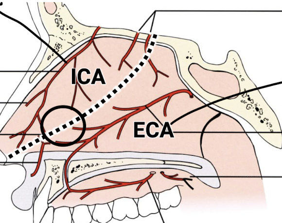 <p>Know the blood supply to the nasal septum. Know from which major/distributing arteries these smaller arteries derive from.</p>