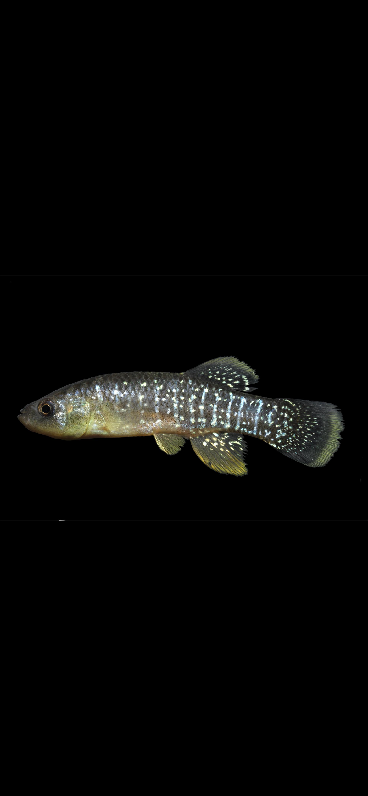 <p><span><strong>Mummichog</strong><br><em>Fundulus heteroclitus</em></span></p><p><span data-name="eyes" data-type="emoji">š</span><span> <strong>LOOK FOR:</strong><br>⢠Chunky little fish with a blunt-ish head<br>⢠Small mouth near the top/front of the head<br>⢠Olive, brown, gray, or yellowish body<br>⢠Often has <strong>dark vertical bars/blotches along its sides</strong><br>⢠Males can become much more colorful during breeding season</span></p><p><span data-name="ocean" data-type="emoji">š</span><span> <strong>HABITAT:</strong><br><strong>Salt marshes, tidal creeks, estuaries and shallow coastal water.</strong> They tolerate a surprisingly wide range of salinity.</span></p><p><span data-name="brain" data-type="emoji">š§ </span><span> <strong>REMEMBER:</strong><br><strong>Mummichog = the little salt-marsh killifish.</strong></span></p><p><span data-name="round_pushpin" data-type="emoji">š</span><span> <strong>YOUR PLACES:</strong><br>This is one I particularly want you watching for around the <strong>Mullica River/Great Bay and Delaware Bay marshes.</strong></span></p><p><span data-name="warning" data-type="emoji">ā </span><span> <strong>LOOK-ALIKE:</strong><br>Other killifishes. Donāt worry about separating every NJ killifish yetāweāre first training your brain to recognize the <em>mummichog shape + habitat</em>.</span></p>