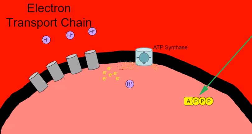 <p><span>How many of these ATPs are created at the end of this cycle?</span></p>