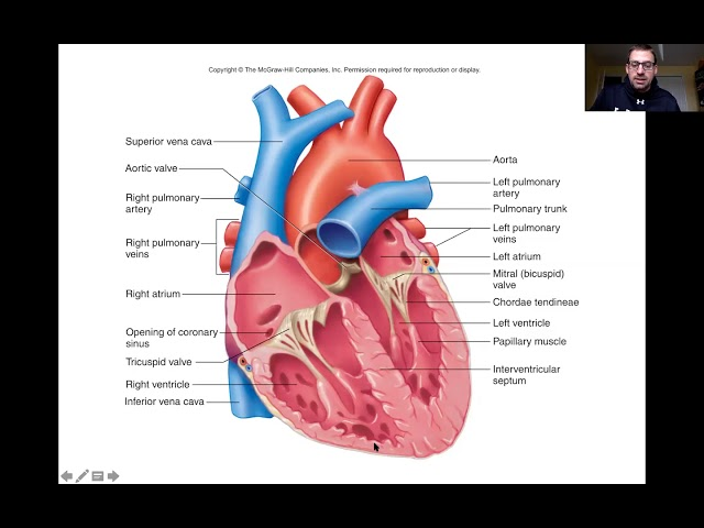 <p>– Sends blood to the body</p><p>– Forms the apex of heart</p><p>• Interventricular septum</p><p>– Wall between the ventricles</p>