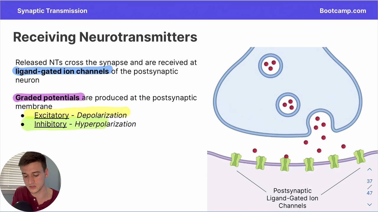 <p>produced at the post-synaptic membrane, can be excitatory (depolarization) or inhibitory (hyperpolarization)</p>