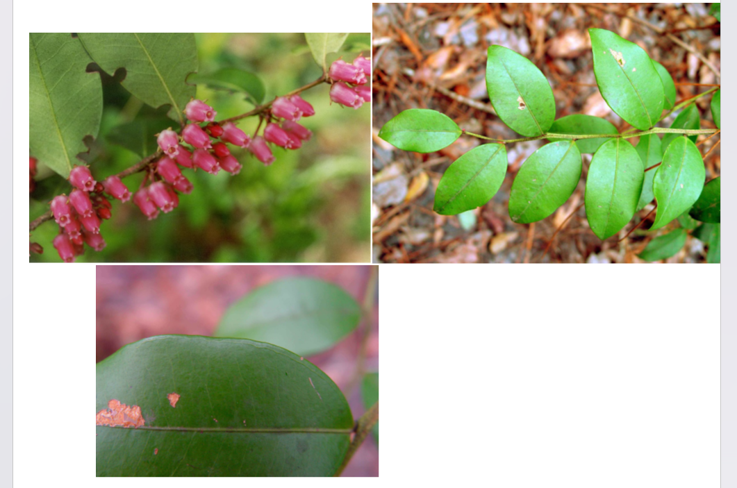 <p>•</p><p>Ericaceae</p><p>•</p><p>Coastal Plain</p><p>•</p><p>Restricted to moist areas</p><p>•</p><p>Key Characters:</p><p>•</p><p>Vein runs parallel to margin</p><p>•</p><p>Evergreen</p><p>•</p><p>Margins entire</p><p>•</p><p>Margins revolute on older leaves</p>