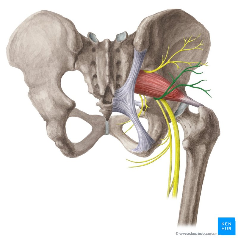 <p>What is the path of the inferior gluteal nerve?</p>