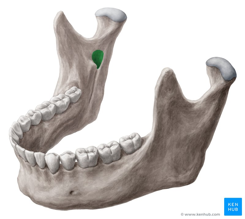 <p>mandible bone</p>