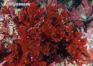 <p>Red algae (Rhodophyta)</p>