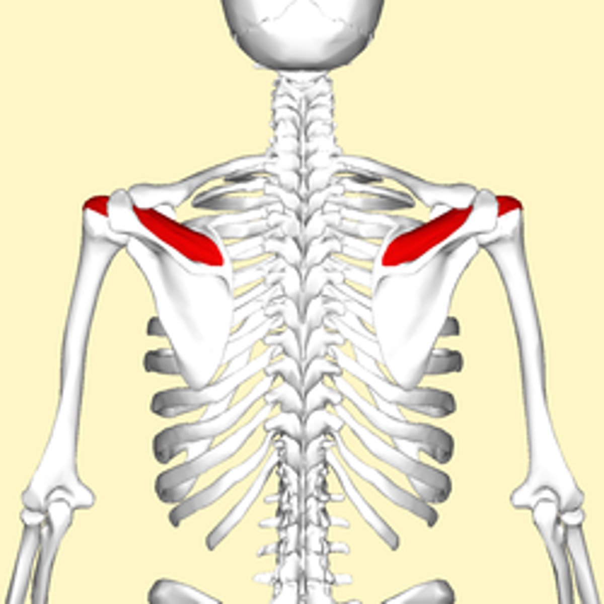 <p>Elevates the shoulder joint out to the side</p><p>Origin: supraspinous fossa of scapula</p><p>Insertion: greater tubercle of humerus</p>