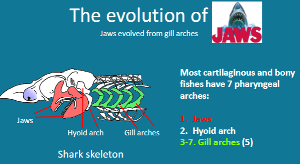 <p>Most cartilaginous and bony</p><p>fishes have 7 pharyngeal</p><p>arches:</p><p>1. Jaws</p><p>2. Hyoid arch</p><p>3-7. Gill arches (5)</p>