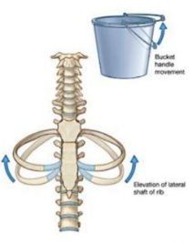 <p>bucket handle</p><p>(elevation up + lateral)</p>