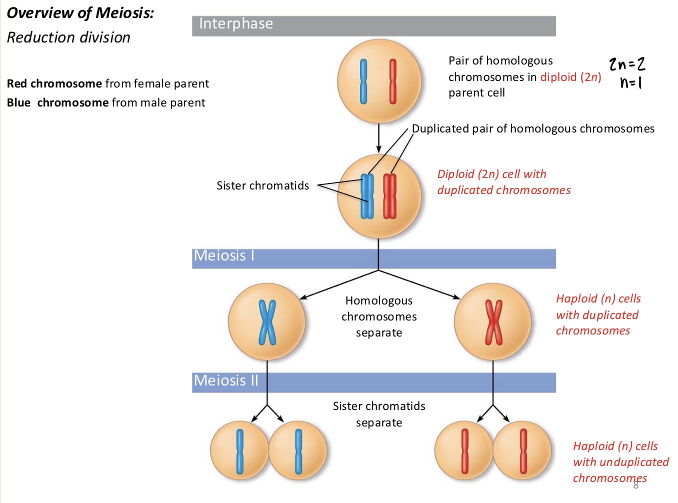 <p>Via meiosis</p>