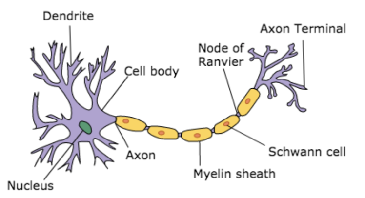 <p>A) dendrites: input</p><p>B) cell body (Soma): processing, organelles</p><p>C) Axon: output</p>