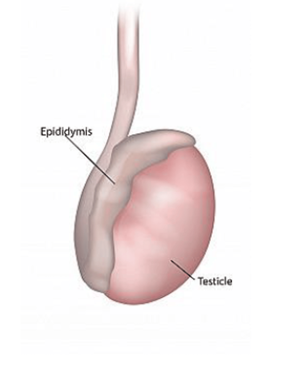 <p>• sperm mature here</p><p>• younger sperm are at head, older sperm towards tail</p>