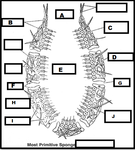 <p>What type of spicules does this sponge have?</p>