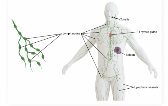 <p>Centers for the immune system to eliminate infections, lymph traveling to the heart is filtered through lymph nodes </p>
