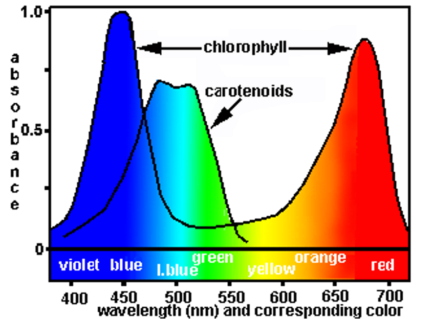 <ul><li><p>red and blue light are most effective - absorbed by chlorophyll to fuel chemical reactions - drives the highest rate of photosynthesis</p></li><li><p>green light is not reflected, not absorbed, which is why we see green plants - rate of photosynthesis is low if it’s shone at it</p></li></ul><p></p>