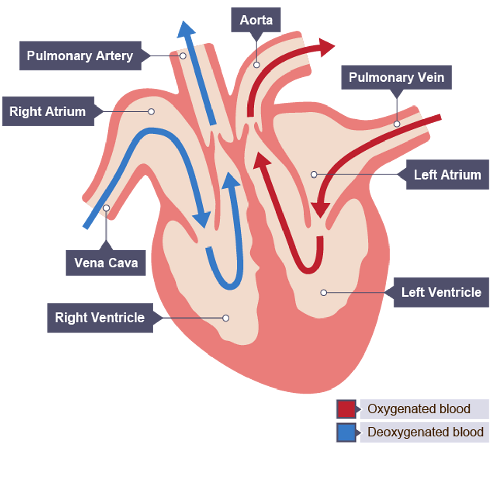 <ul><li><p>Vena Cava</p></li><li><p>Right Ventricle</p></li><li><p>Pulmonary Artery</p></li><li><p>Pulmonary Vein</p></li><li><p>Left Atrium</p></li><li><p>Left Ventricle</p></li><li><p>Aorta</p></li></ul><p></p>