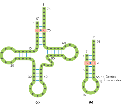 <ol><li><p>amino acid arm - (specific base pairs like G=U in the amino acid arm of tRNA for alanine)</p></li><li><p>3’ end (CCA tail)</p></li><li><p>anticodon loop</p></li></ol><p>(full tRNA structure not always needed for amino acyl-tRNA synthetase recognition if key identity elements are present)</p><p></p>