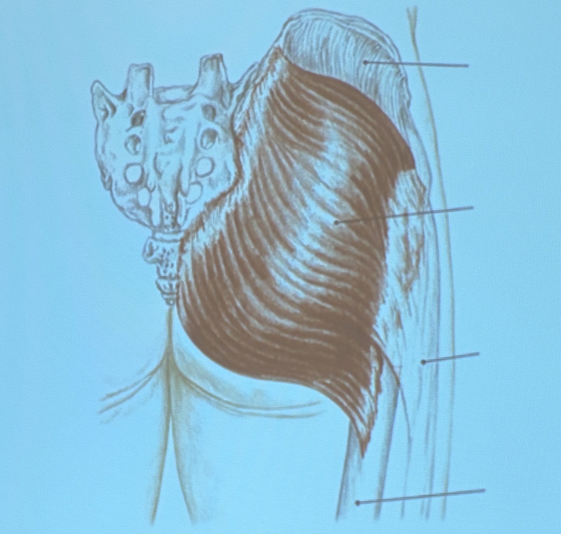 <p>Muscle name?</p>