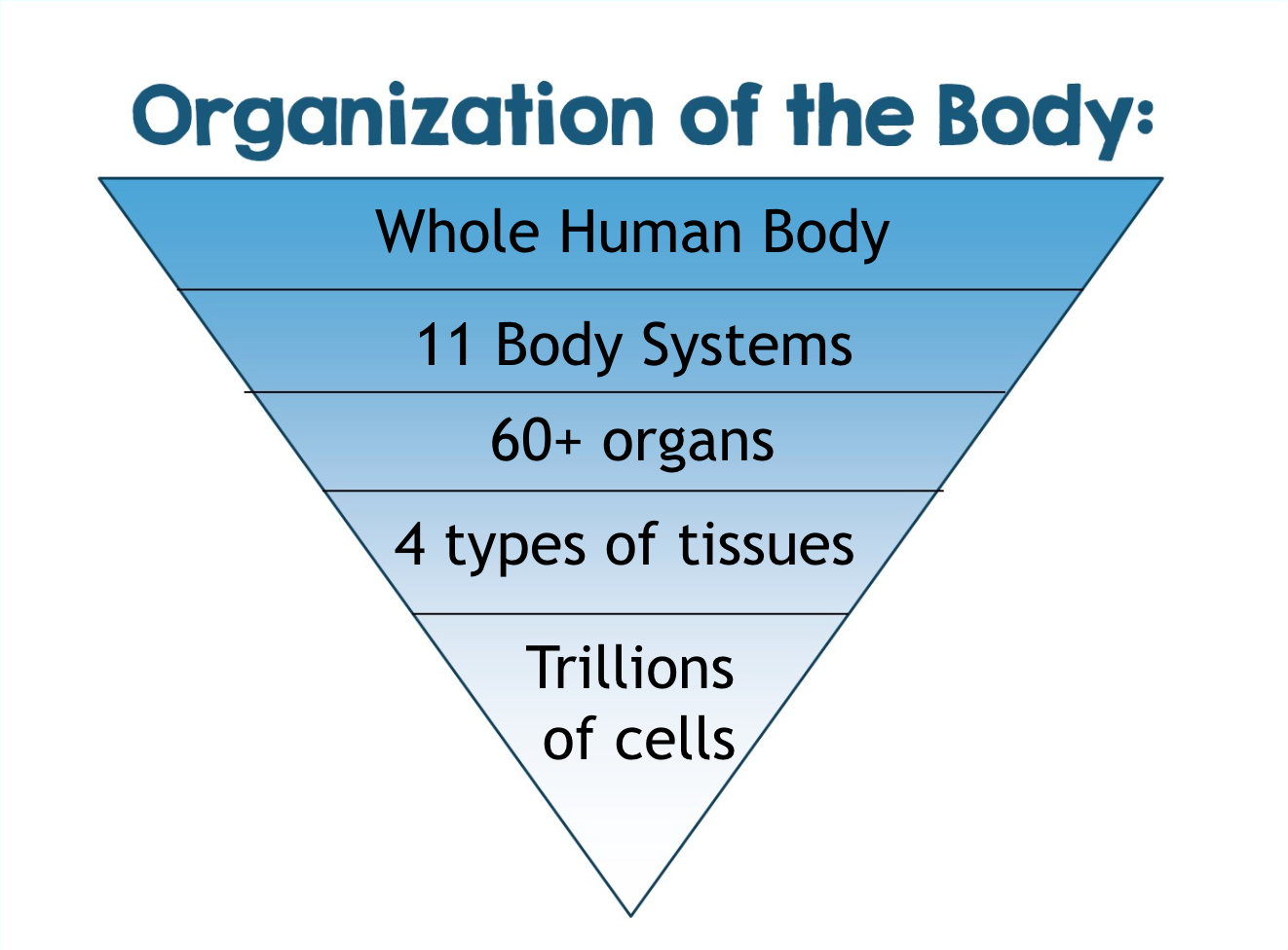 <ul><li><p>Organism</p></li><li><p>11 Systems</p></li><li><p>60+ Organs</p></li><li><p>4 Types of tissues</p></li><li><p>Trillions of cells</p></li></ul><p></p>