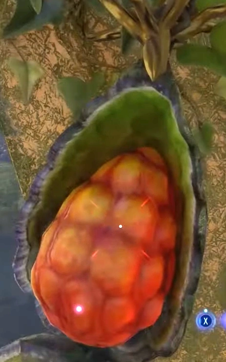 <p>Dawn Fruit / Shell</p>