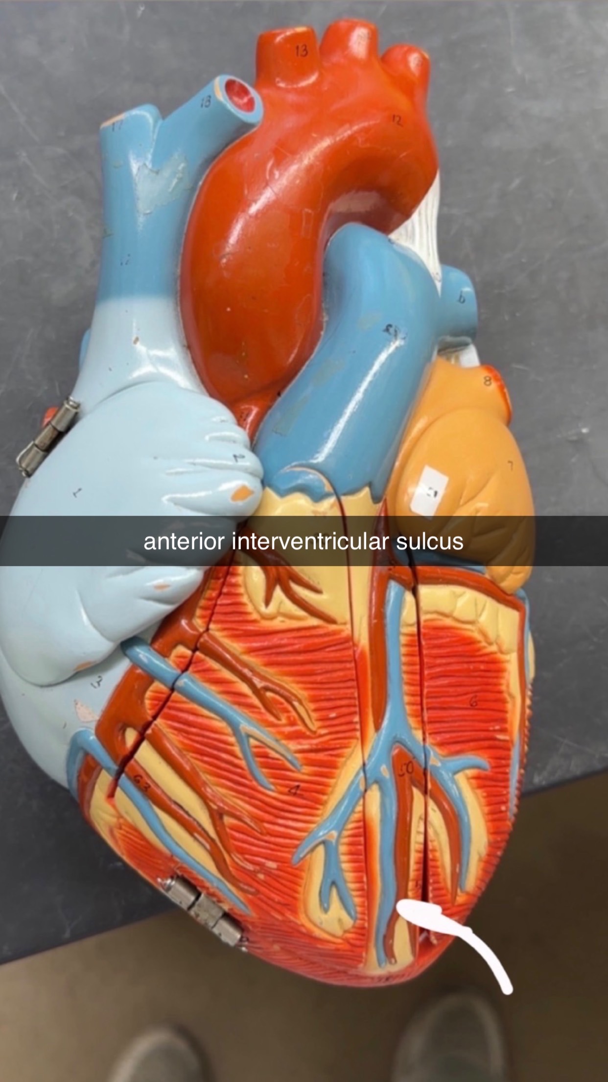 knowt flashcard image