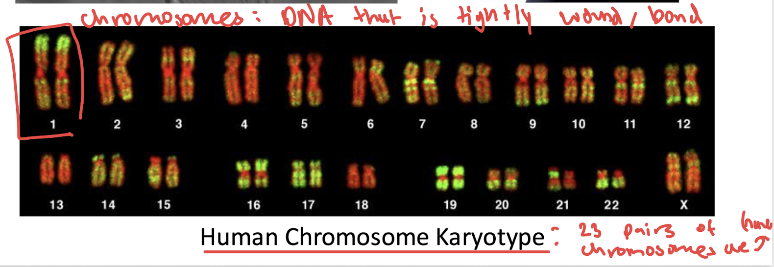 <p>Detect genetic disorders, determine sex, identify chromosomal abnormalities</p>