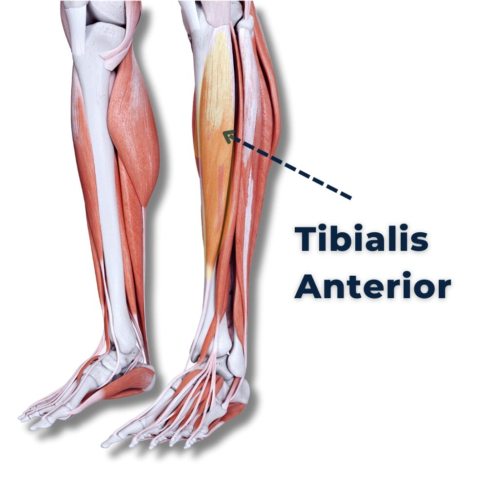 <ul><li><p><mark data-color="#440000" style="background-color: rgb(68, 0, 0); color: inherit;">Prime mover (anterior): </mark>Tibialis anterior → dorsiflexes foot &amp; extends digits.</p><ul><li><p>Synergist: Extensor digitorum longus → assists in dorsiflexion &amp; digit extension.</p></li></ul></li></ul><p></p>