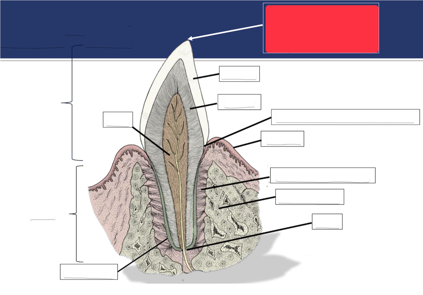 <p>Label this part of the tooth.</p>
