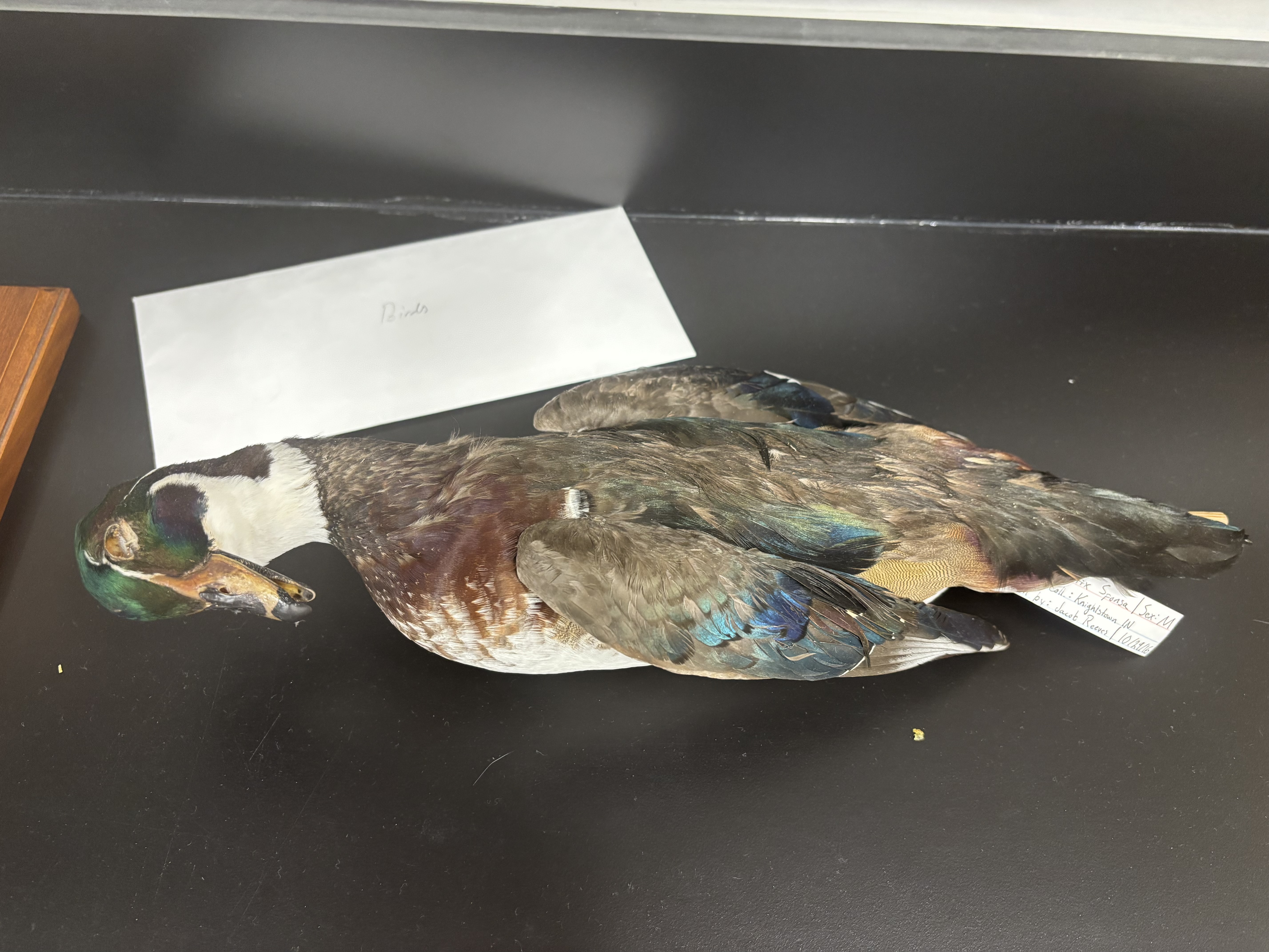 <p>What is this (phylum, subphylum, superclass, class, common name)?</p>