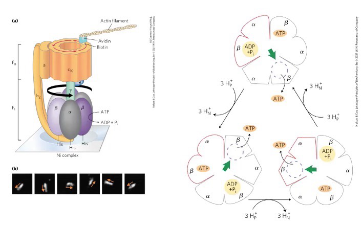<p>ADP + Pi enters alpha beta, gamma shaft rotates 120 degrees, causing a conformational change, ADP+Pi -> ATP, gamma shaft 120 degrees, causing a conformational change, ATP released</p>