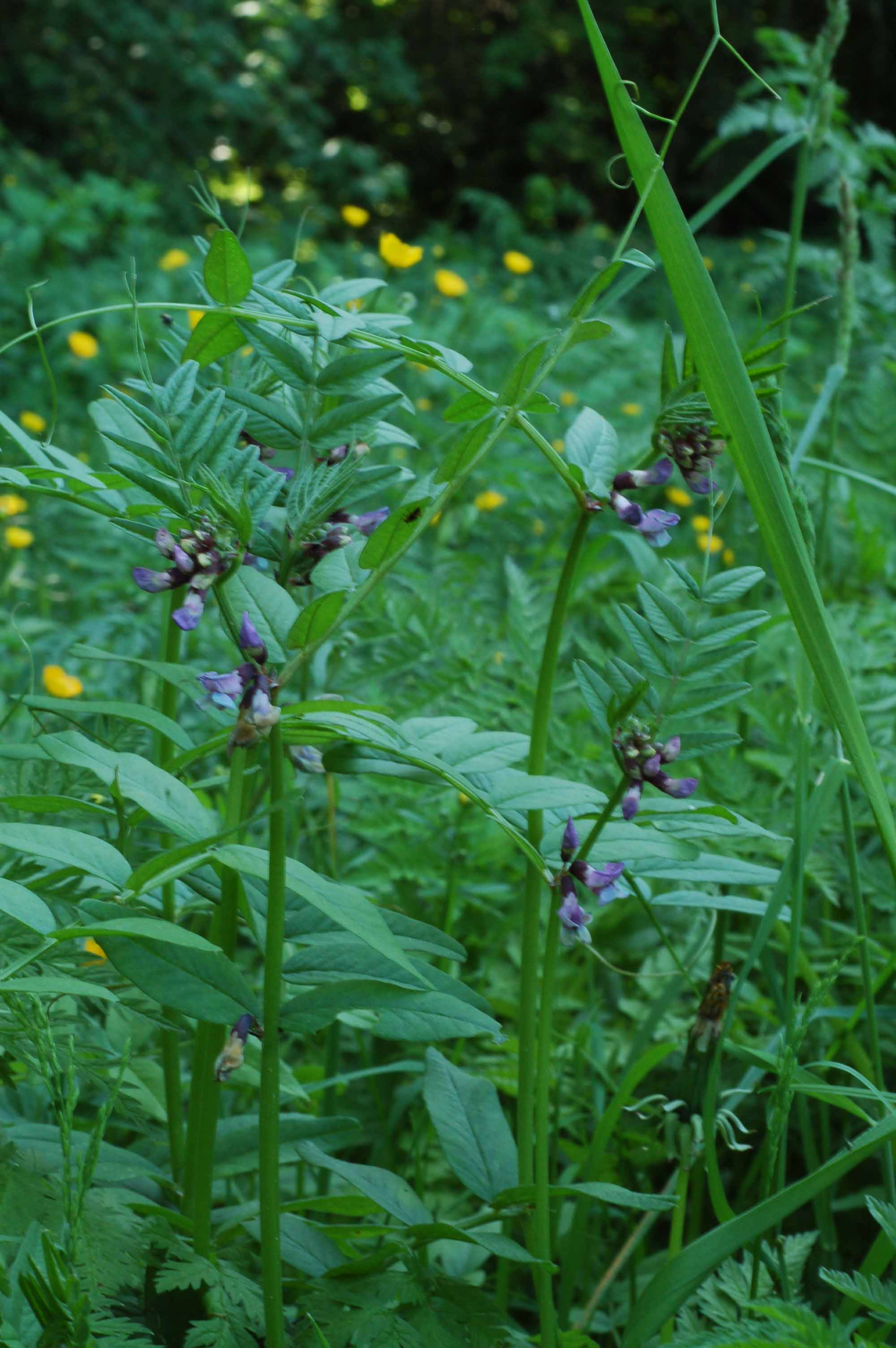 <p><span style="background-color: rgba(0, 0, 0, 0); line-height: 27px;">Klasa <strong>TRIFOLIO-GERANIETEA </strong></span>związek <strong>Mezofilne okrajki</strong></p>