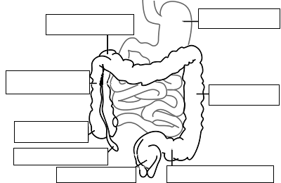 <p>identify the parts of the colon</p>