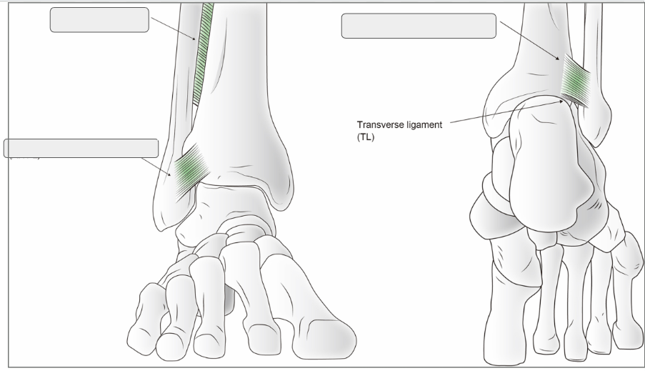<ul><li><p><span style="background-color: transparent;">Anterior distal/inferior tibiofibular ligament</span></p></li><li><p><span style="background-color: transparent;">Posterior distal/inferior tibiofibular ligament </span></p></li><li><p><span style="background-color: transparent;">Interosseous (tibiofibular) ligament</span></p></li></ul><p></p>