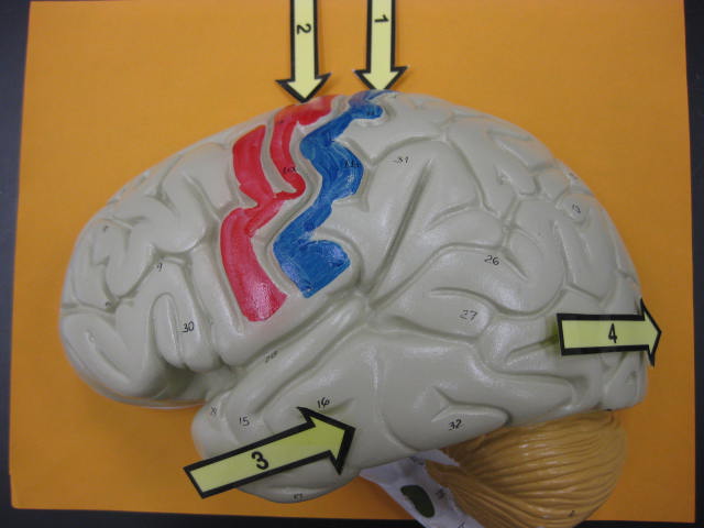 <p>Identify 1, 2,  3, and 4?</p><p>Lab Image 10-9</p>