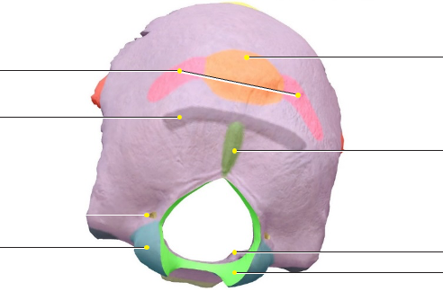 <p>Occipital bone: Occipital condyle </p>