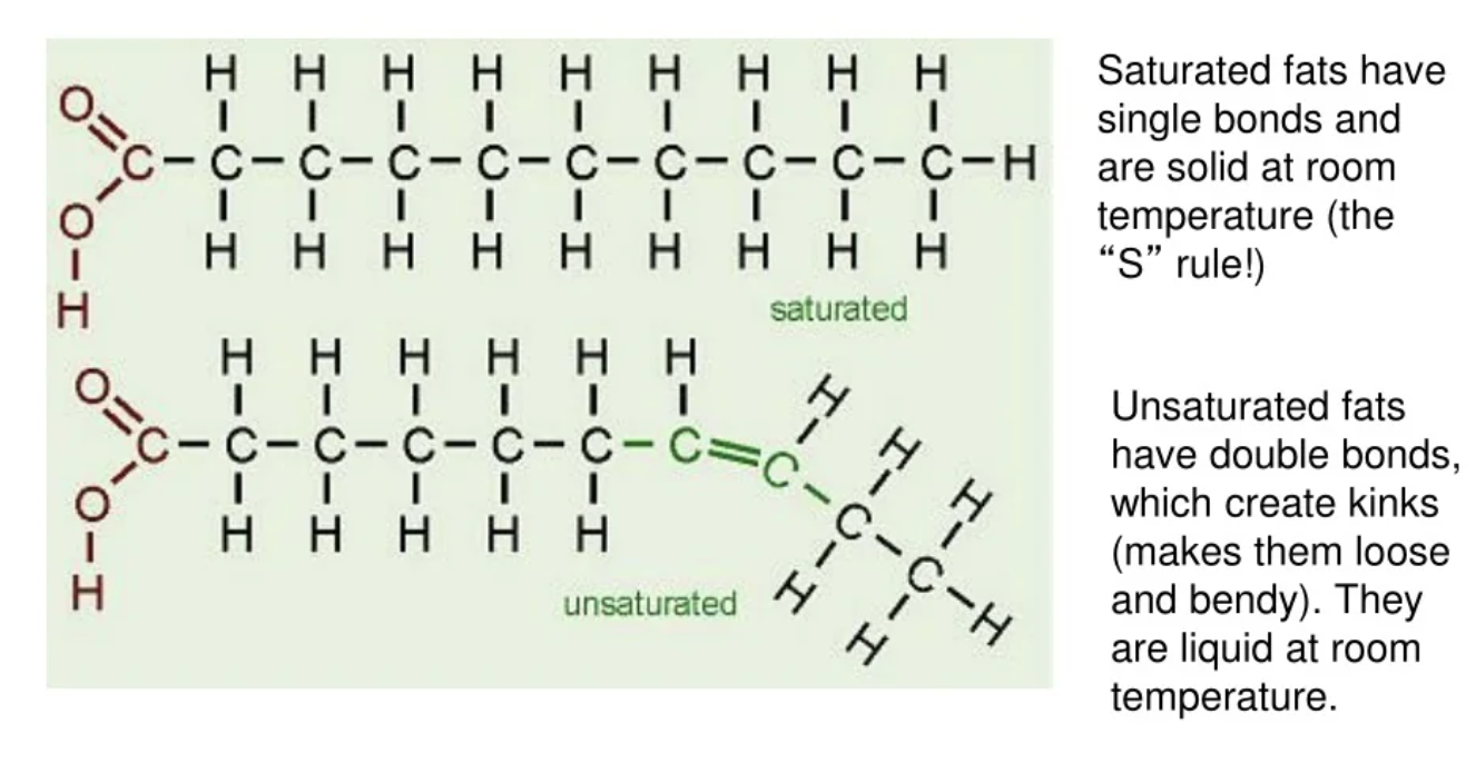 <ul><li><p><span style="background-color: transparent; font-family: "Times New Roman", serif;">t<strong>he structure of the hydrocarbon chains of the fatty acid</strong>s</span></p></li><li><p><strong>Saturated: </strong>no carbon=carbon double bonds 0 saturated with hydrogen</p></li><li><p><strong>Unsaturated: </strong>one or more double carbon bonds</p></li></ul><p></p>