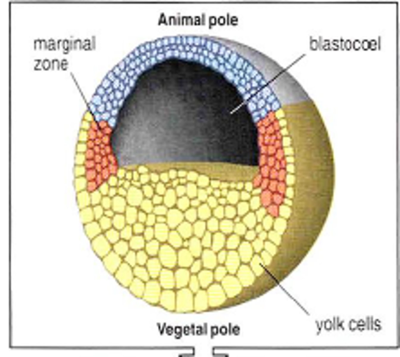 <p>vegetal pole</p>