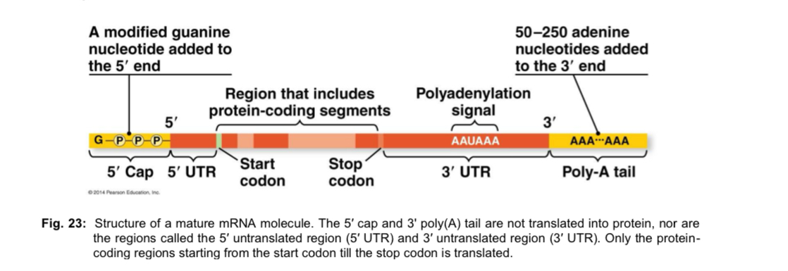 <p>Structure </p><ul><li><p>mature mRNA is a single RNA strand that exists for a <strong>relatively short time</strong> as it is continuously being synthesised and degraded </p></li><li><p>mature mRNA is obtained after the pre-mRNA undergoes post-transcriptional modification (5’ cap, 3’ poly A tail, RNA splicing) </p></li><li><p>then mRNA is <strong>transported</strong> to <strong>cytoplasm</strong> via <strong>nuclear pores</strong> </p></li></ul><p>mature mRNA contains two regions </p><ul><li><p><strong>protein-coding region</strong>: consists of a series of codons representing the <strong>amino acid sequence</strong> of the polypeptide, starting with the start codon AUG and ending with a stop codon UAA/UAG/UGA </p></li><li><p><strong>untranslated regions (UTRs)</strong>: additional sequence at the 5’ end, preceding the start codon, known as the leader sequence or 5’ UTR; and following the stop codon - <strong>trailer sequence or 3’ UTR </strong></p></li></ul><p></p><p>*only the protein-coding regions starting from the start codon till the stop codon is translated </p>