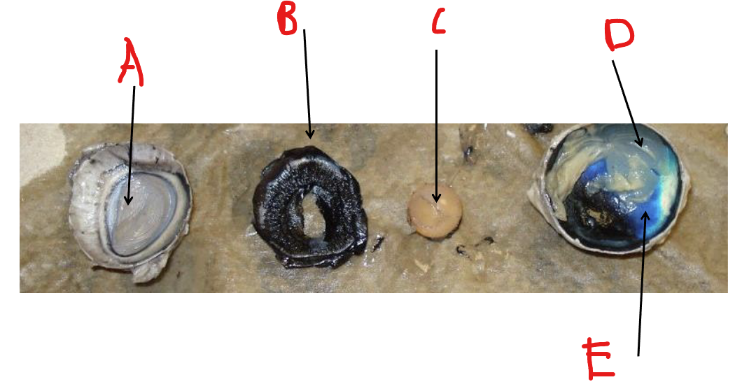 <p>Label C</p>