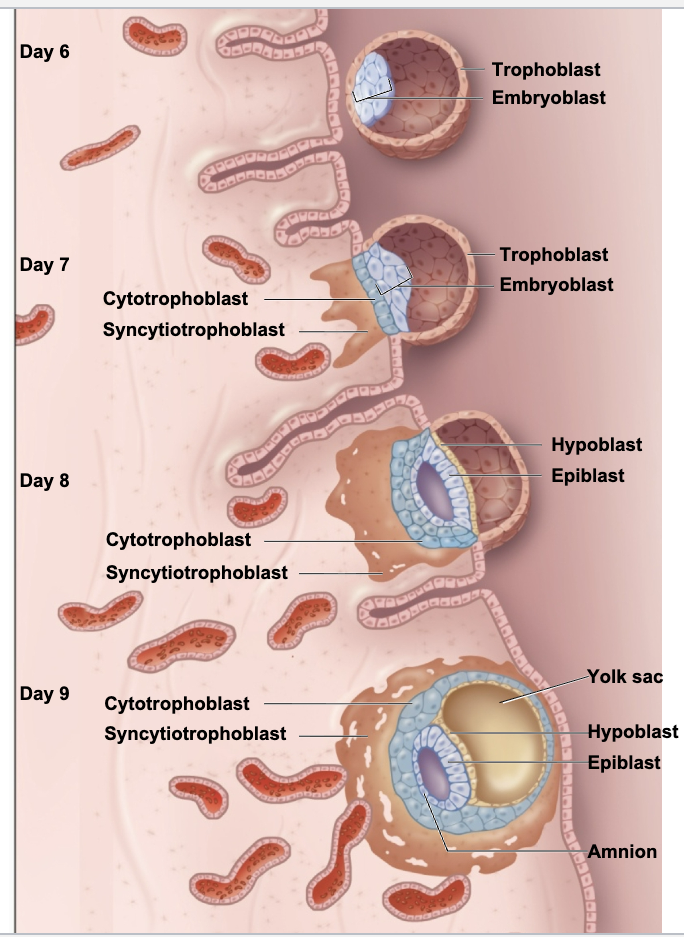 <p> Usually begins ~7 days after fertilization</p><p>• Trophoblast subdivides</p><p>– Cytotrophoblast</p><p>– Syncytiotrophoblast</p><p>• Burrows into the stratum functionalis of the endometrium</p><p>• Produces human chorionic gonadotropin (hCG)</p>