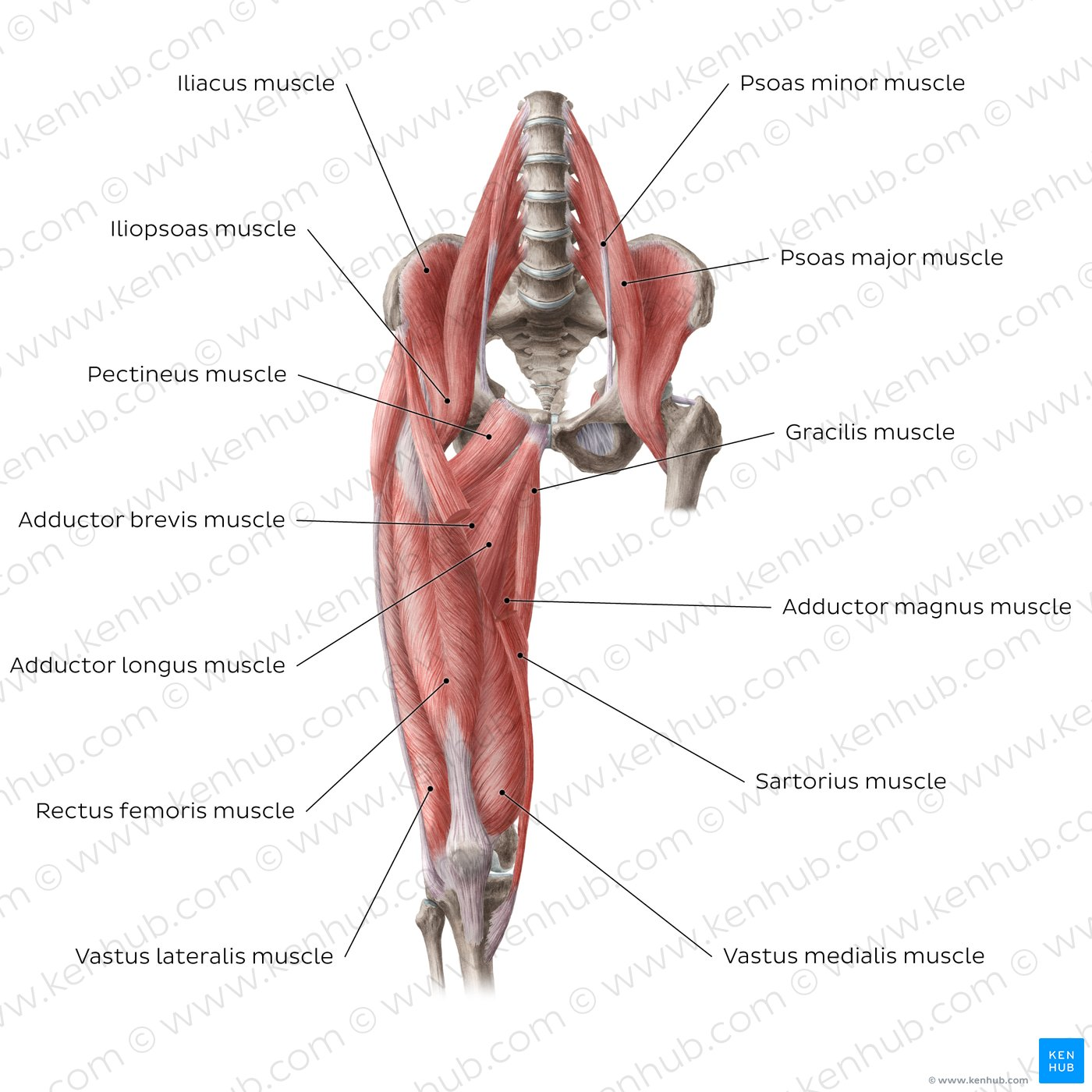 <p>What Medial Hip Muscles? (COVERED)?</p>
